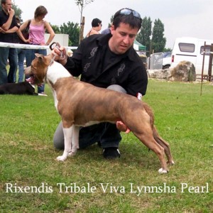 Rixendis tribale Viva lynnsha pearl