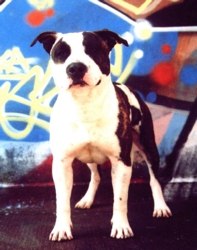 Rixendis tribale Sid dady ghost