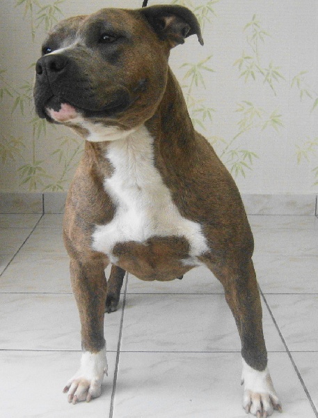 Rixendis tribale Veturia gladiatore