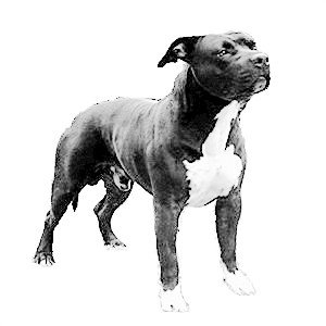 Wr dogtown Twiggy de rixendis