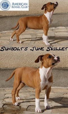 Sunbolt's June Skillet Import A.K.C.